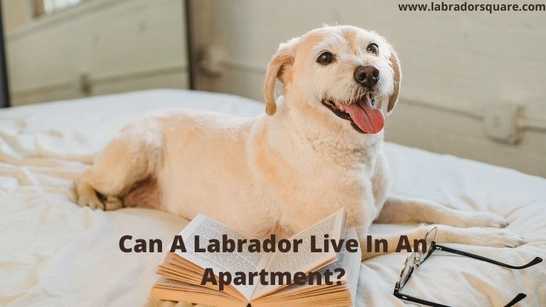 Can A Labrador Live In An Apartment