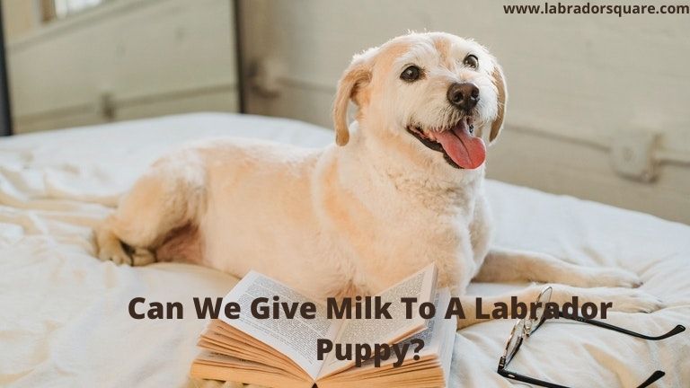 Can We Give Milk To A Labrador Puppy