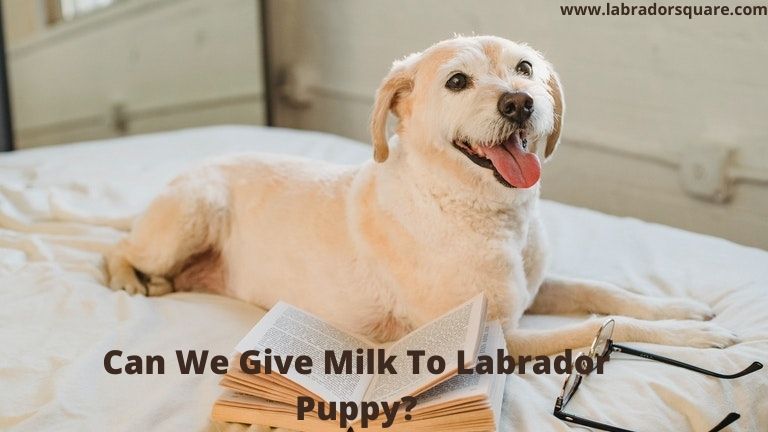 Can We Give Milk To Labrador Puppy