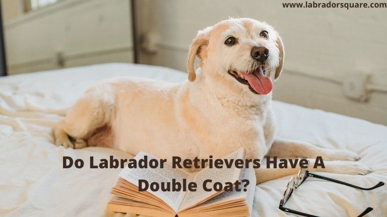 Do Labrador Retrievers Have A Double Coat
