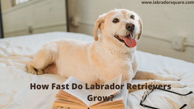 How Fast Do Labrador Retrievers Grow