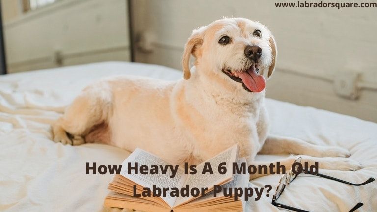 How Heavy Is A 6 Month Old Labrador Puppy