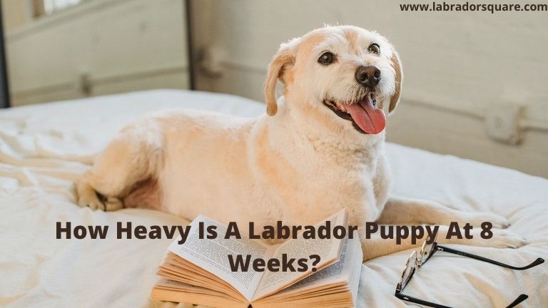 How Heavy Is A Labrador Puppy At 8 Weeks