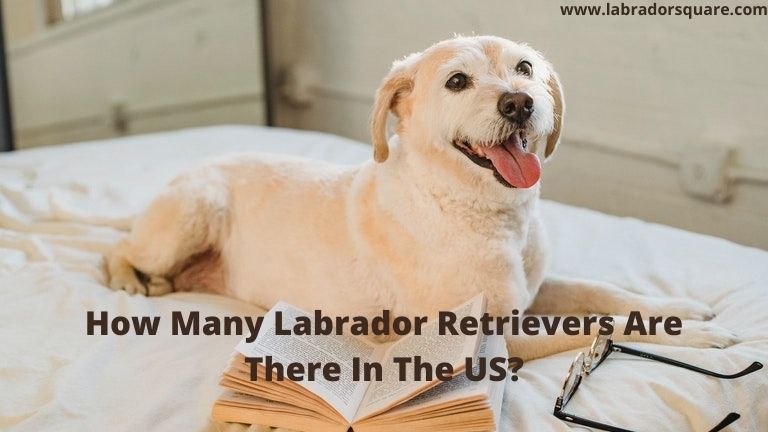 How Many Labrador Retrievers Are There In The US