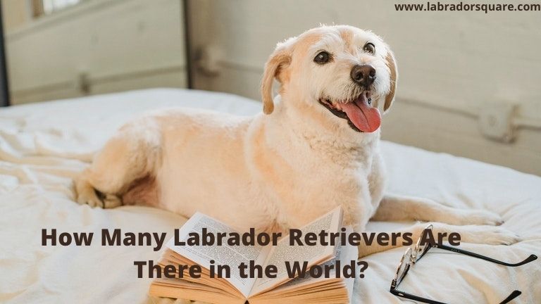 How Many Labrador Retrievers Are There in the World