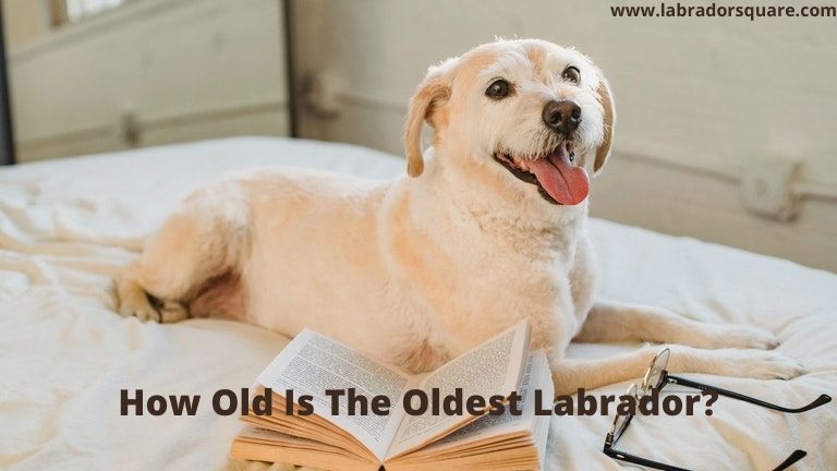 How Old Is The Oldest Labrador