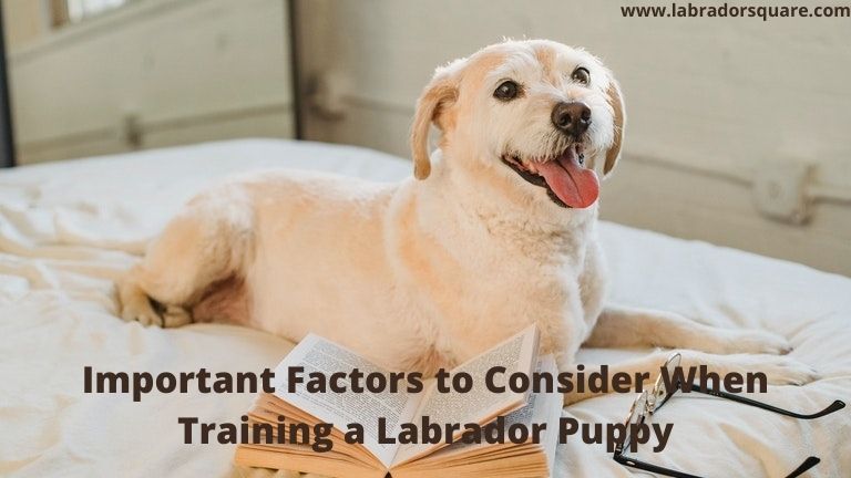 Important Factors to Consider When Training a Labrador Puppy