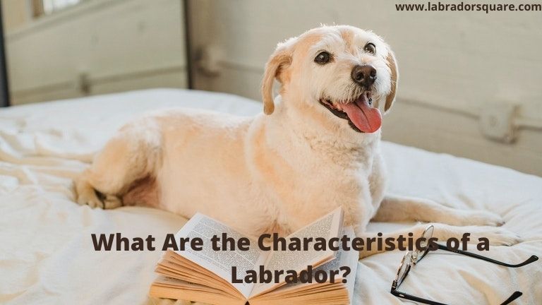 What Are the Characteristics of a Labrador