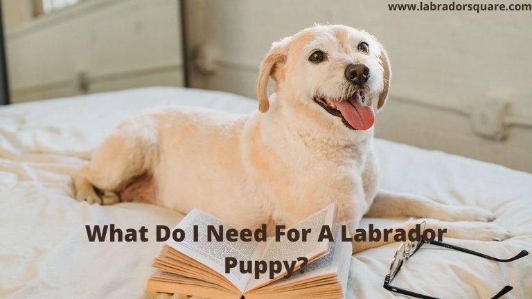 What Do I Need For A Labrador Puppy