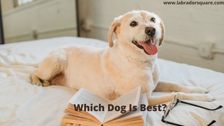 Which Dog Is Best