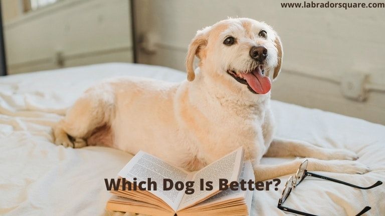Which Dog Is Better