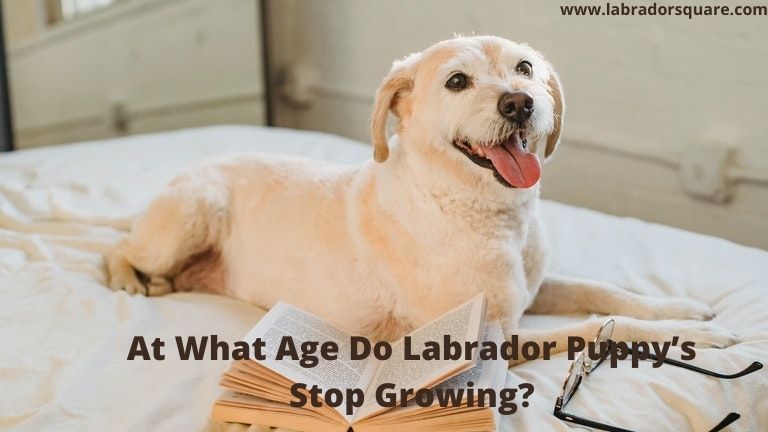 At What Age Do Labrador Puppy’s Stop Growing