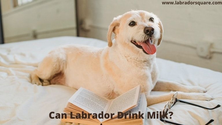 Can Labrador Drink Milk