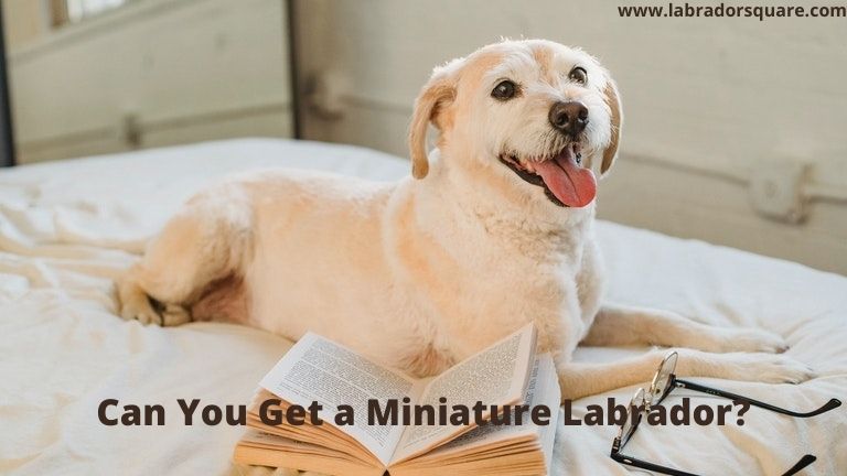 Can You Get a Miniature Labrador