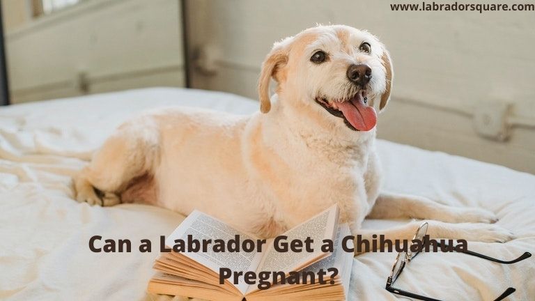 Can a Labrador Get a Chihuahua Pregnant