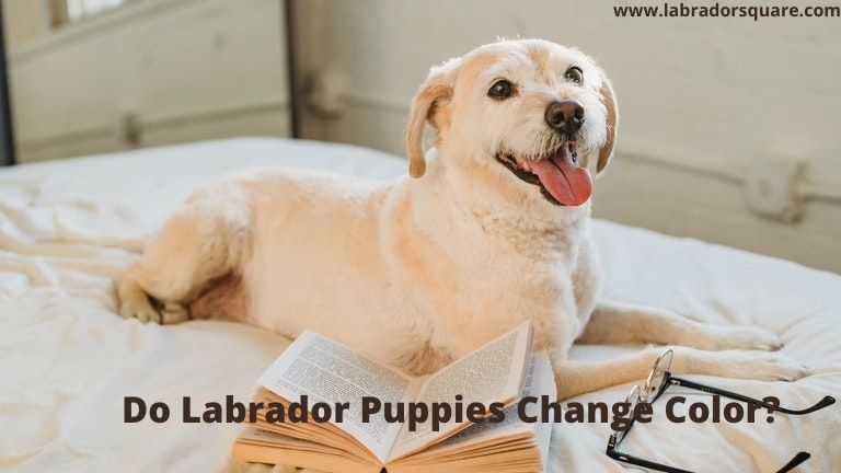 Do Labrador Puppies Change Color