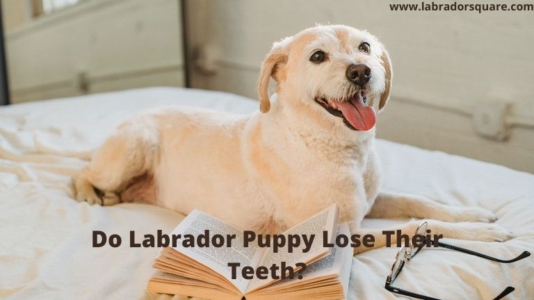 Do Labrador Puppy Lose Their Teeth