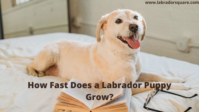 How Fast Does a Labrador Puppy Grow