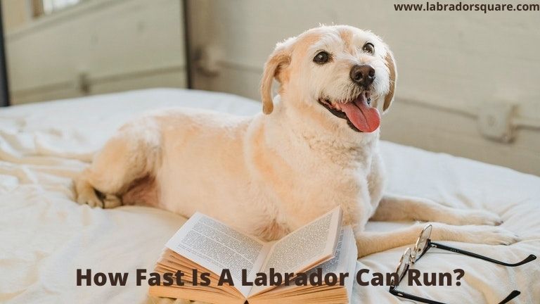 How Fast Is A Labrador Can Run