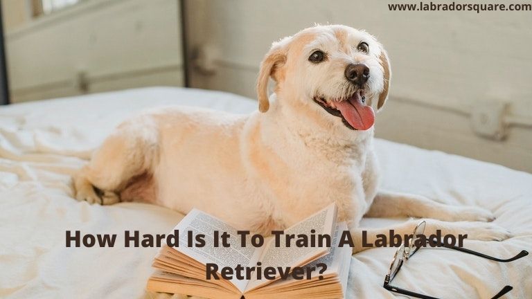 How Hard Is It To Train A Labrador Retriever
