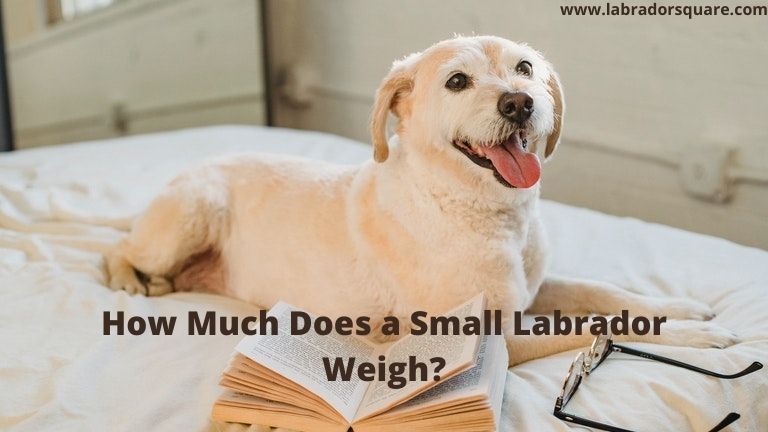 How Much Does a Small Labrador Weigh