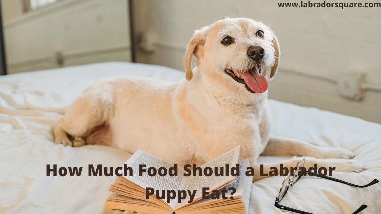 How Much Food Should a Labrador Puppy Eat