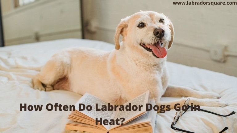 How Often Do Labrador Dogs Go in Heat