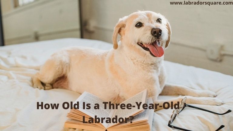 How Old Is a Three-Year-Old Labrador