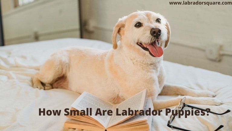 How Small Are Labrador Puppies