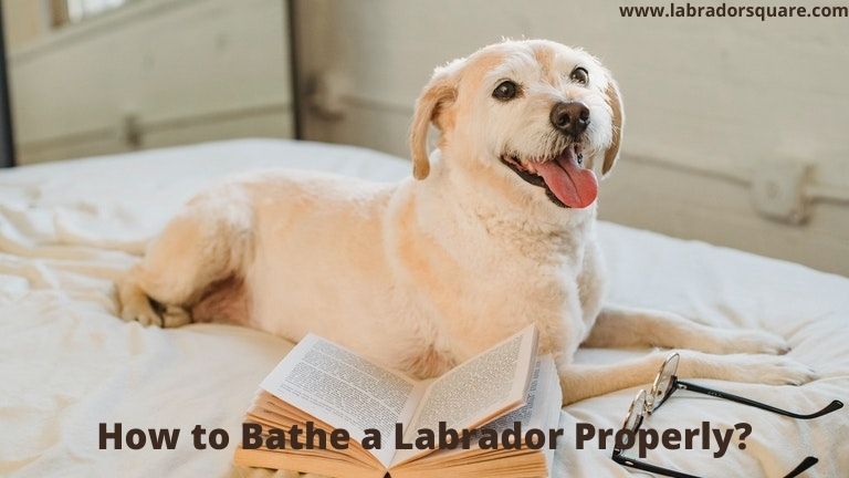 How to Bathe a Labrador Properly
