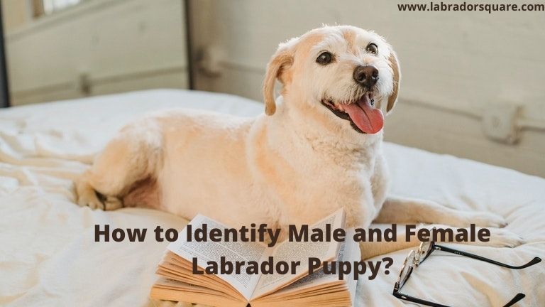 How to Identify Male and Female Labrador Puppy