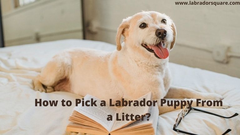 How to Pick a Labrador Puppy From a Litter