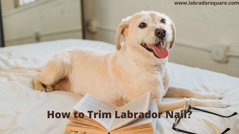 How to Trim Labrador Nail