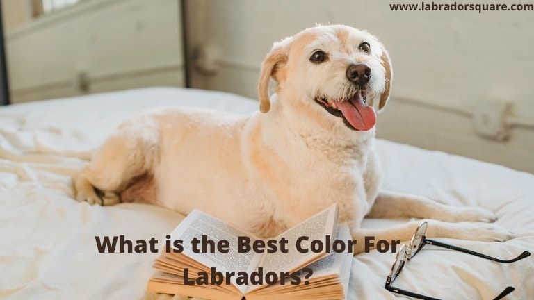 What is the Best Color For Labradors
