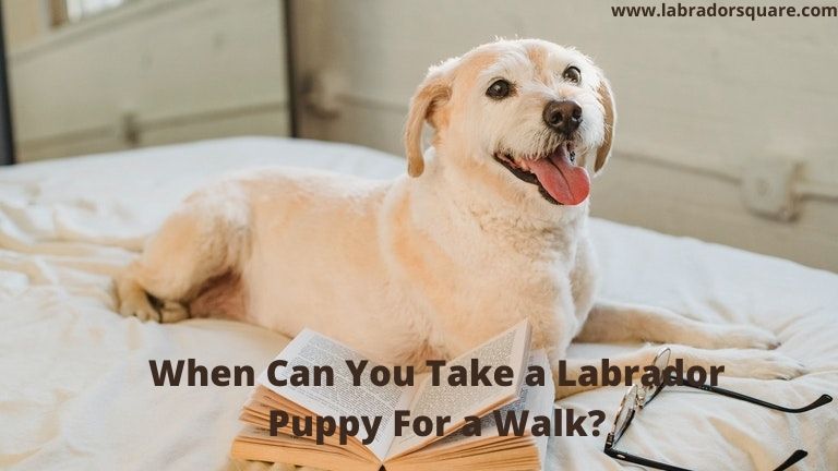 When Can You Take a Labrador Puppy For a Walk