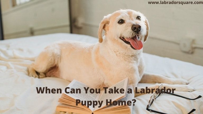 When Can You Take a Labrador Puppy Home