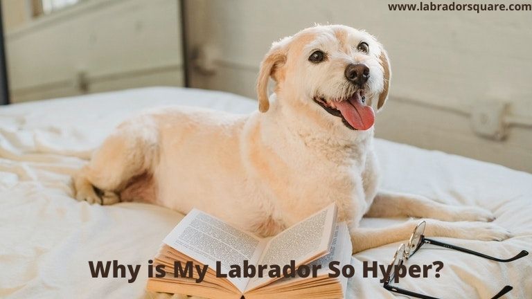 Why is My Labrador So Hyper
