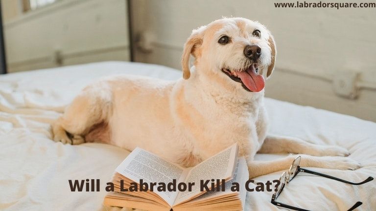 Will a Labrador Kill a Cat