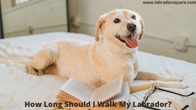 How Long Should I Walk My Labrador