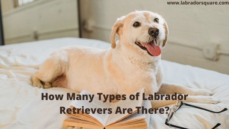 How Many Types of Labrador Retrievers Are There