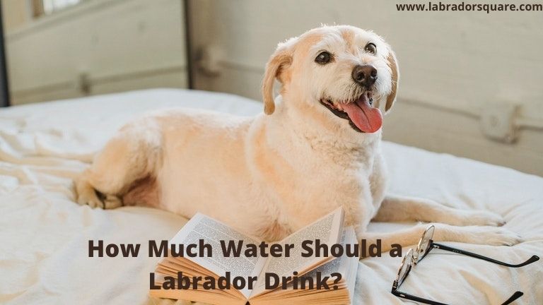 How Much Water Should a Labrador Drink