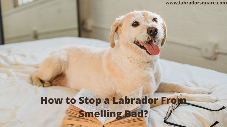 How to Stop a Labrador From Smelling Bad