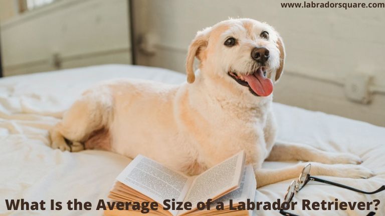 What Is the Average Size of a Labrador Retriever