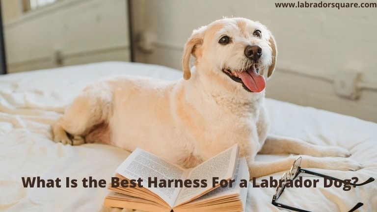 What Is the Best Harness For a Labrador Dog