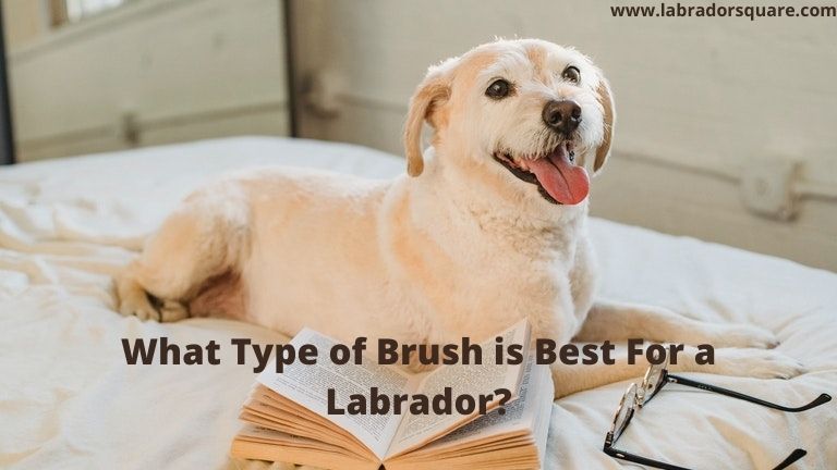 What Type of Brush is Best For a Labrador