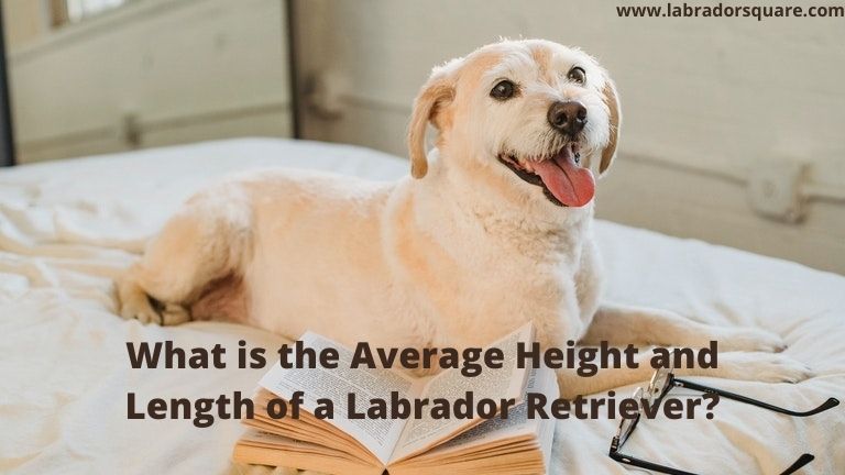 What is the Average Height and Length of a Labrador Retriever