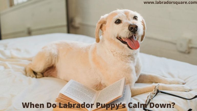 When Do Labrador Puppy’s Calm Down