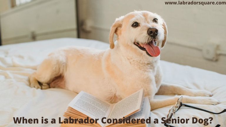 When is a Labrador Considered a Senior Dog