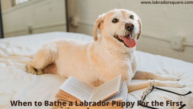 When to Bathe a Labrador Puppy For the First Time