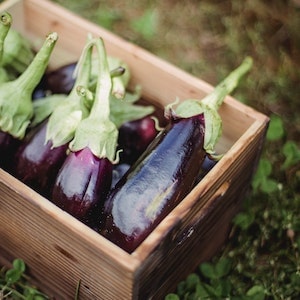 3 Risks Of Feeding Your Labrador Dog Eggplant 